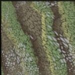 textura del camuflaje Follaje COD Mobile